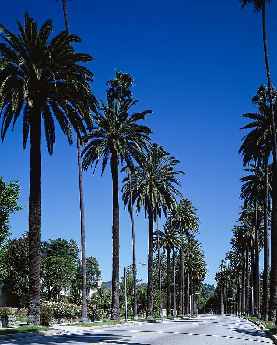 A sunny palm-lined street in Beverly Hills with luxury homes; illustrative area photo, not a Yelena Mun listing